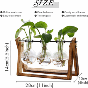 Plant Terrarium
